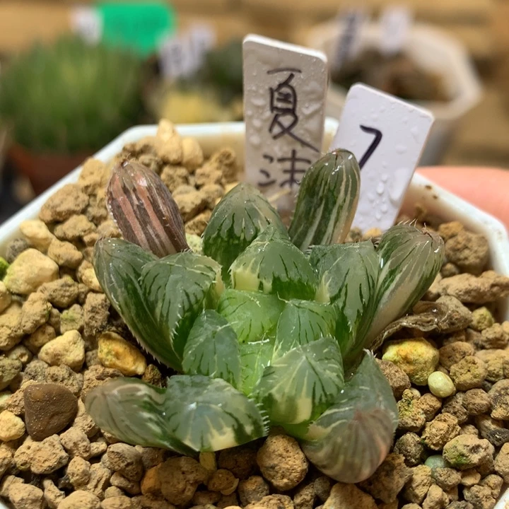 7号夏沫玉露锦一物一拍