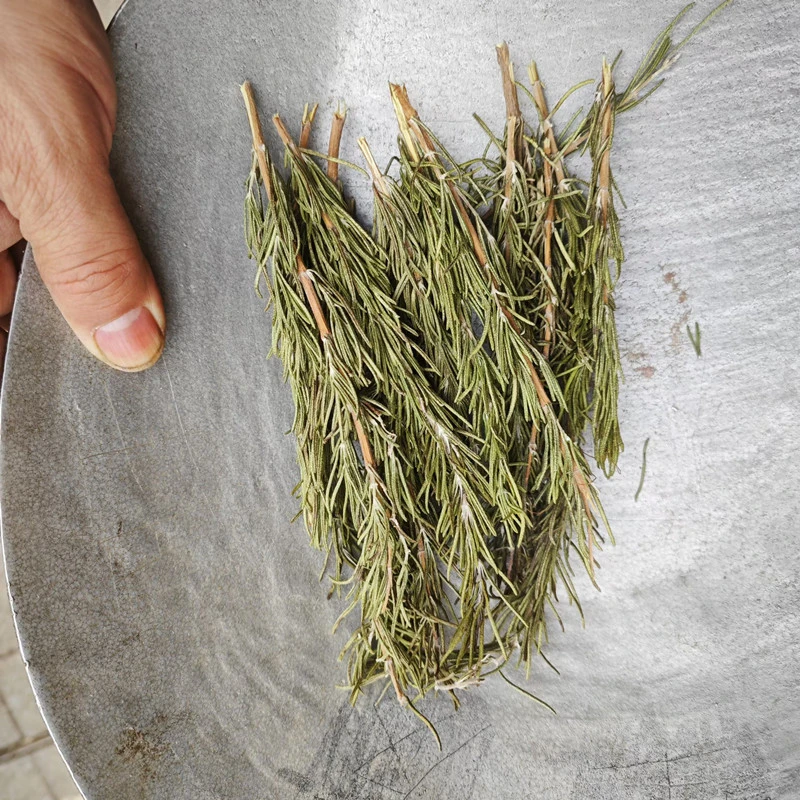 迷迭香批发食用级烤肉增香意面调味新鲜采摘10-15cm新香料