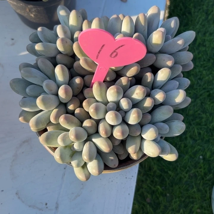 汐***夕多肉植物一物一拍
