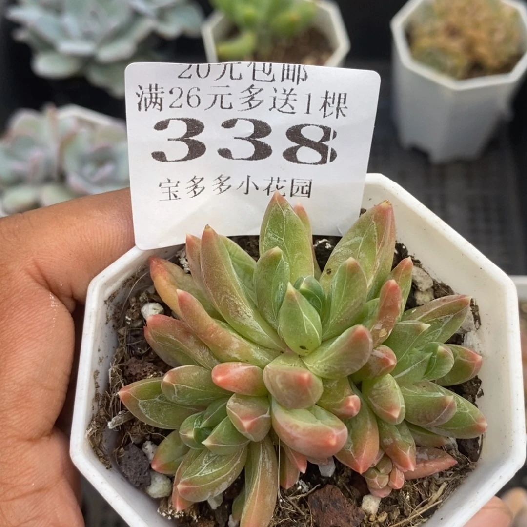 三头炫彩星一物一拍满20包邮满26送一颗多肉
