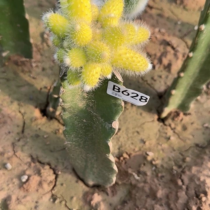 用****9嫁接九尾狐锦628