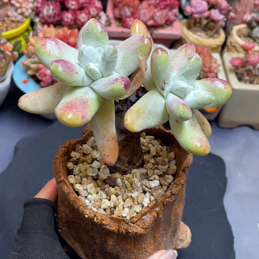 双头拇指老桩仙女杯