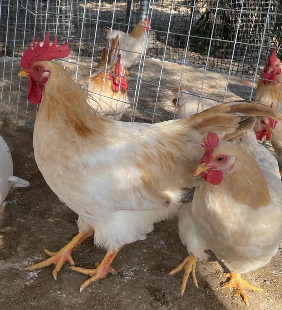 【3公】散养古典公鸡 皮脆肉滑 整鸡发货