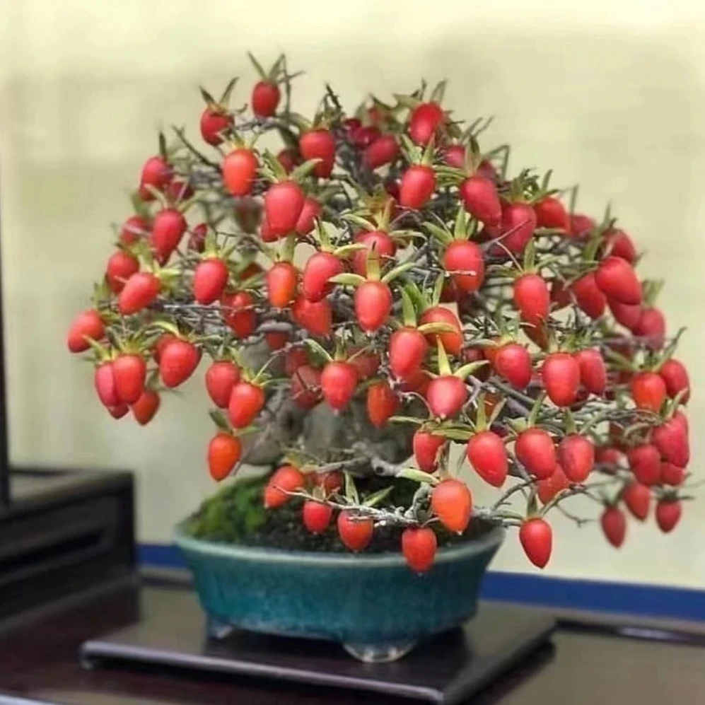老鸦柿素材（直播间一物一拍）