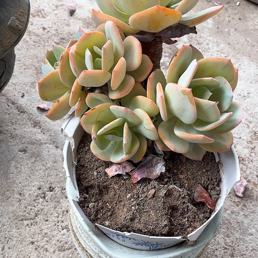 【闪购商品】无花朵小*子