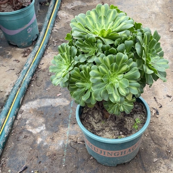 5翡翠琉璃多肉多肉植物