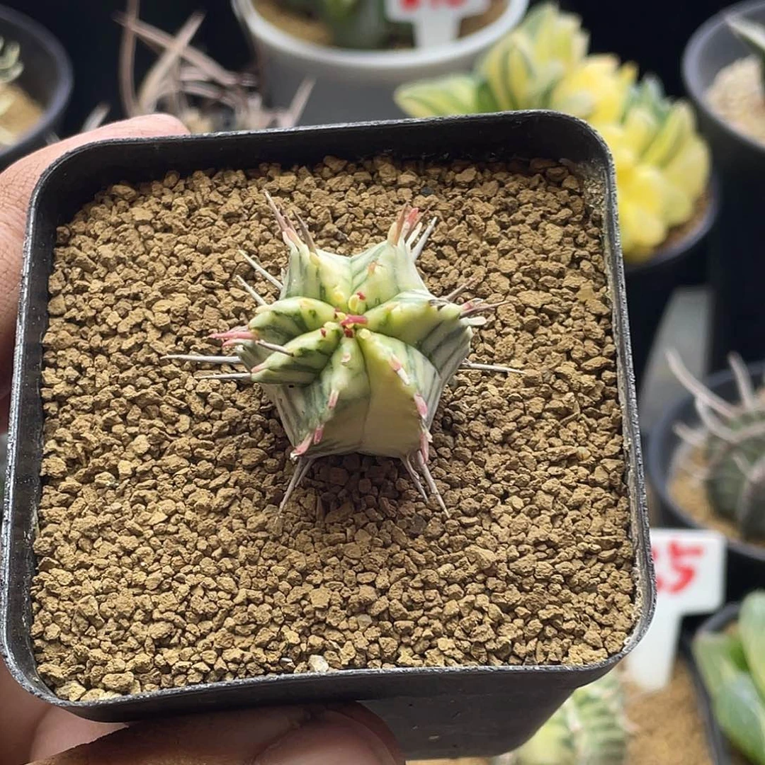 斑马锦大戟 带盆土包邮