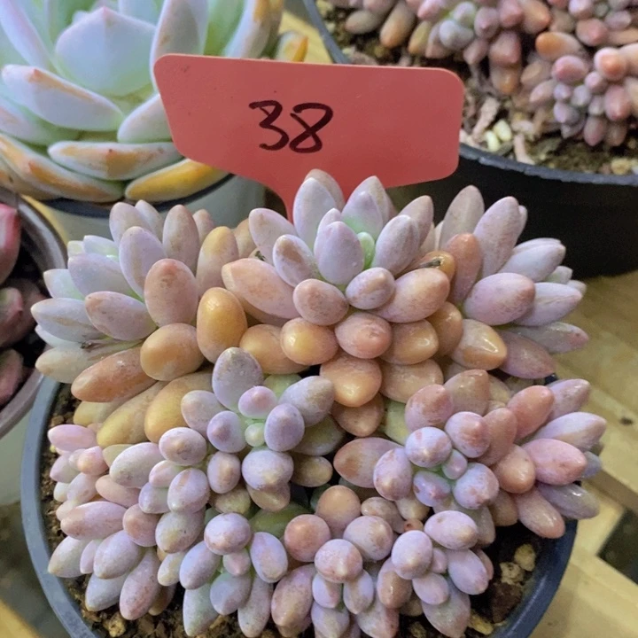 开心多肉，一物一拍