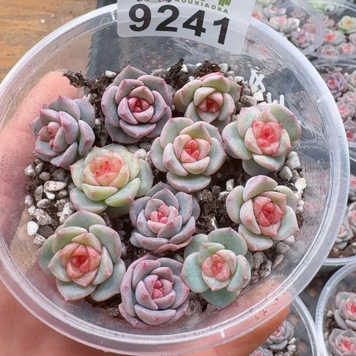 多肉植物多肉植物