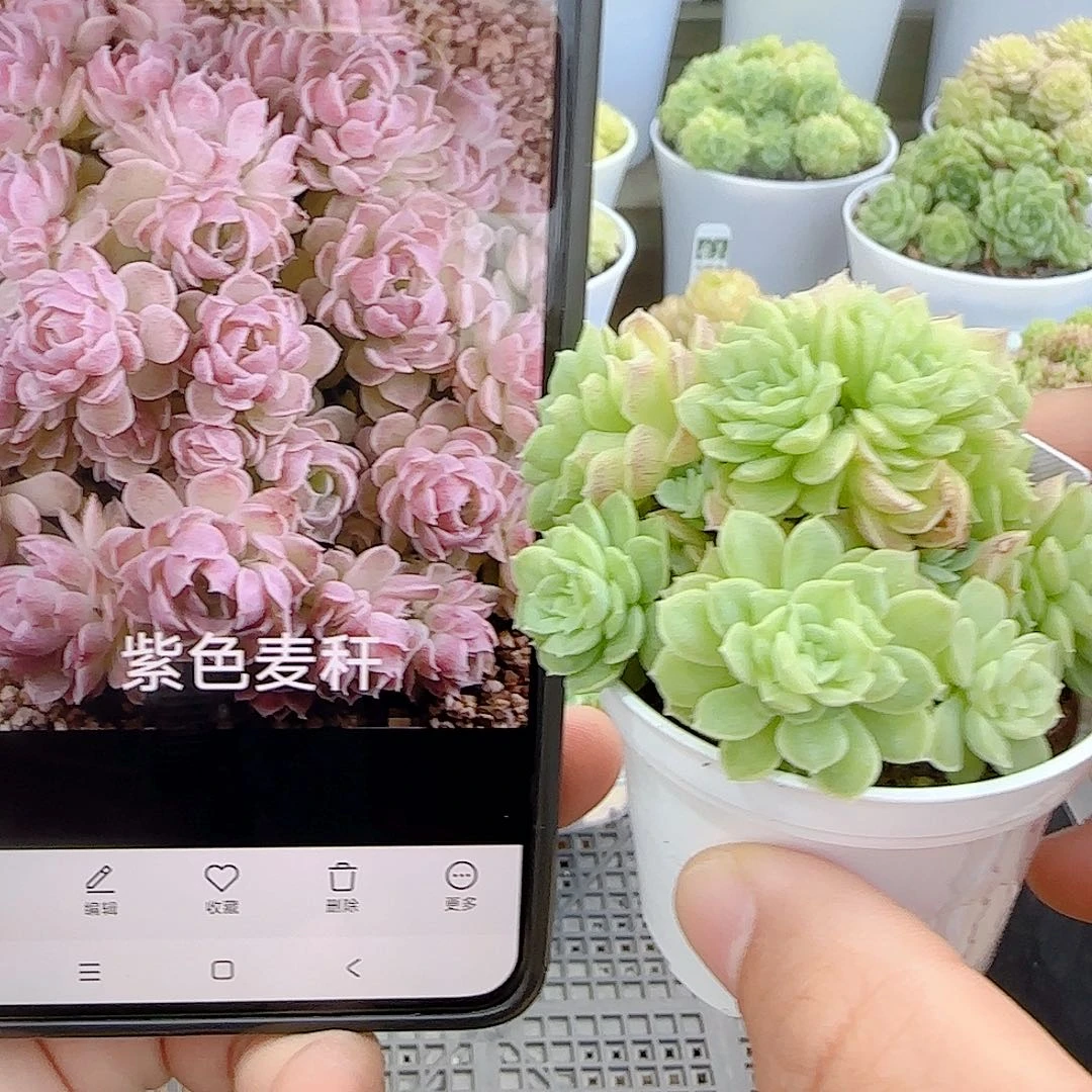 C***h【闪购商品】0827-1（ttp-44）