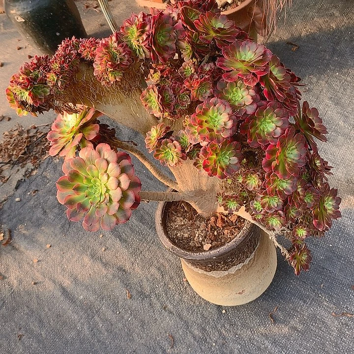 瑕疵祝融缀化脱土发货
