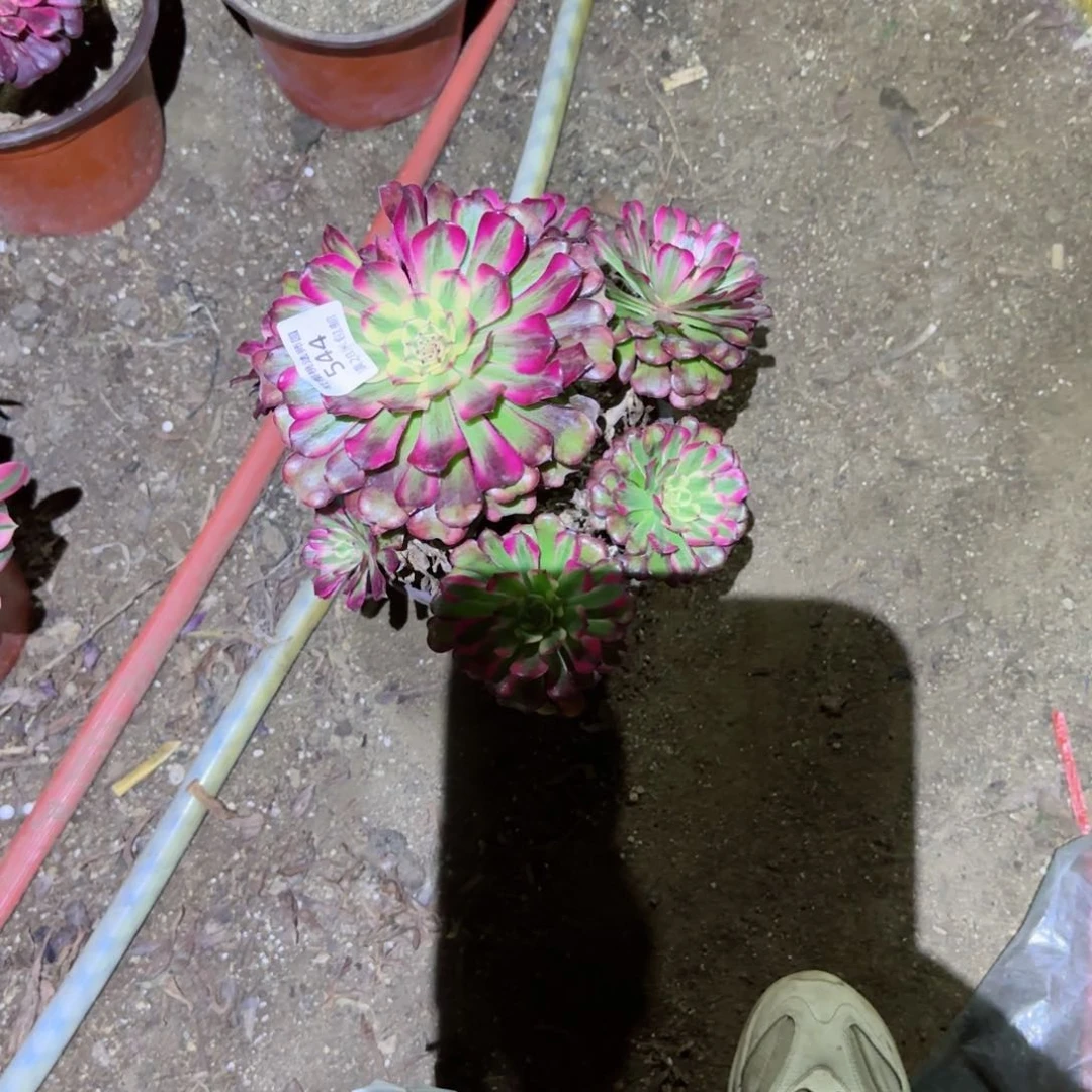 月婵法师多肉544