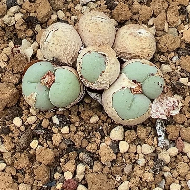 无花朵A***e919号爱心小拳拳