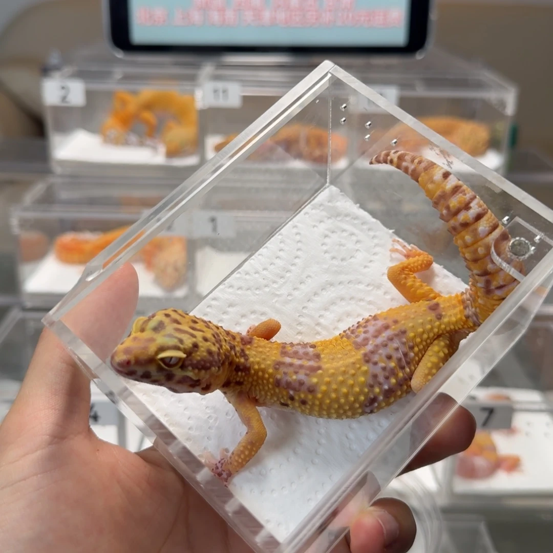 豹纹守宫贝尔白化妹妹