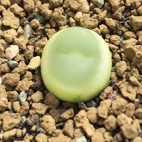 多肉肉锥 1.8Cm 大王拉登