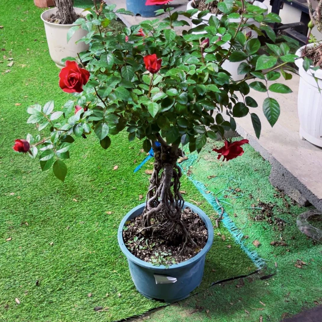 完全开放月季时节
