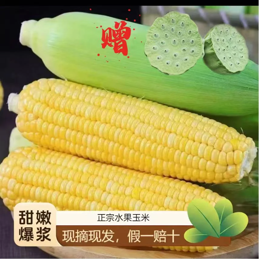 农家水果玉米甜嫩爆浆露天种植现摘现发