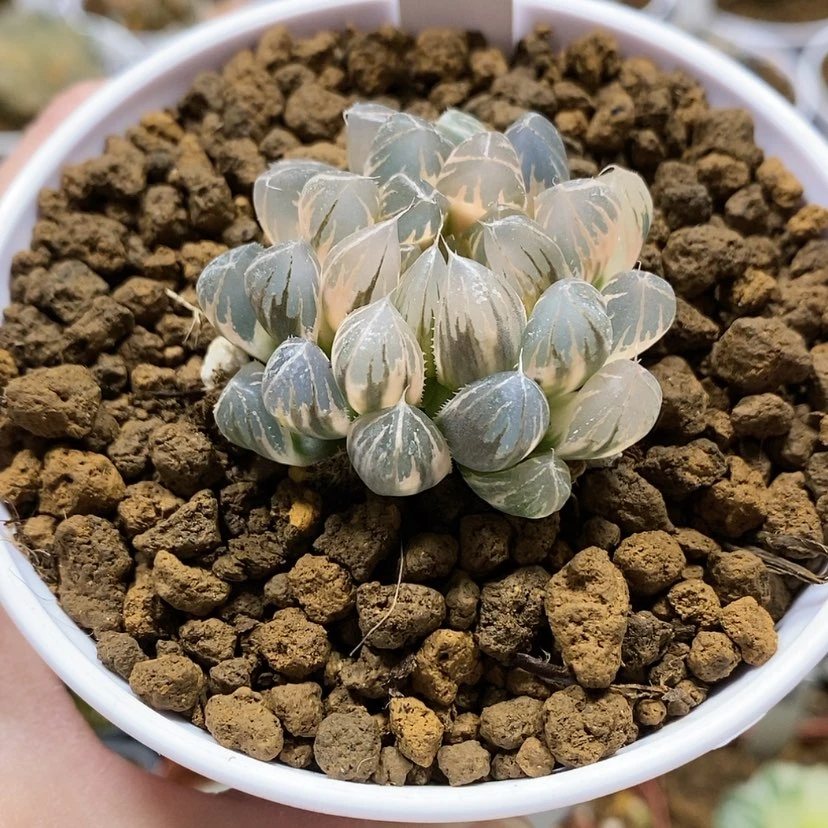 【闪购商品】109糊斑霓虹灯