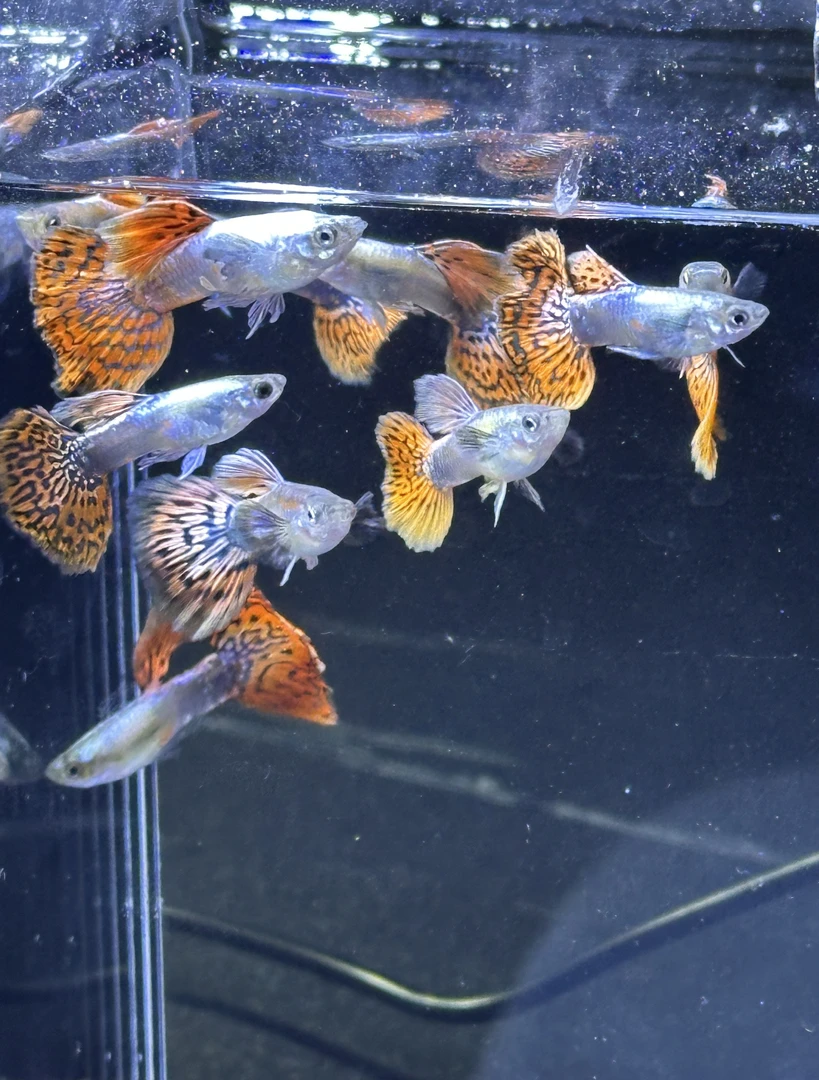 大耳马赛克孔雀鱼孔雀鱼观赏鱼