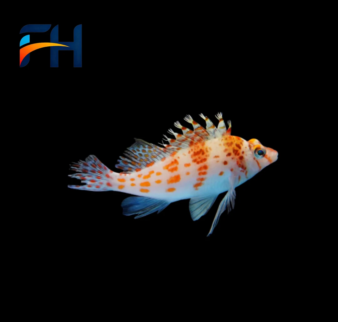 养定开口颗粒短嘴红格海水观赏鱼