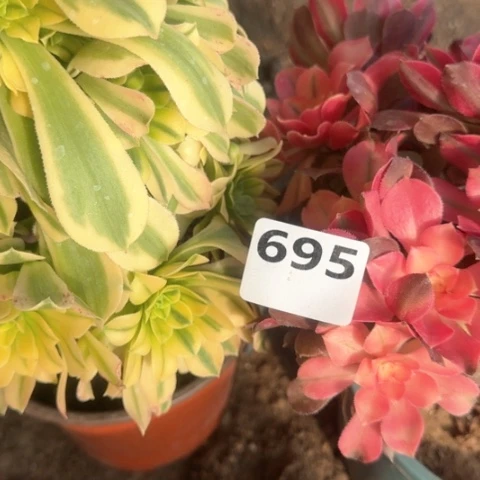 法师2颗20-46多肉