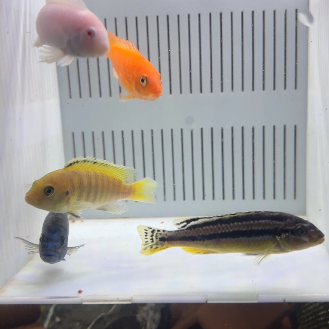 慈鲷鱼直播新手福利7厘米5条混搭慈鲷