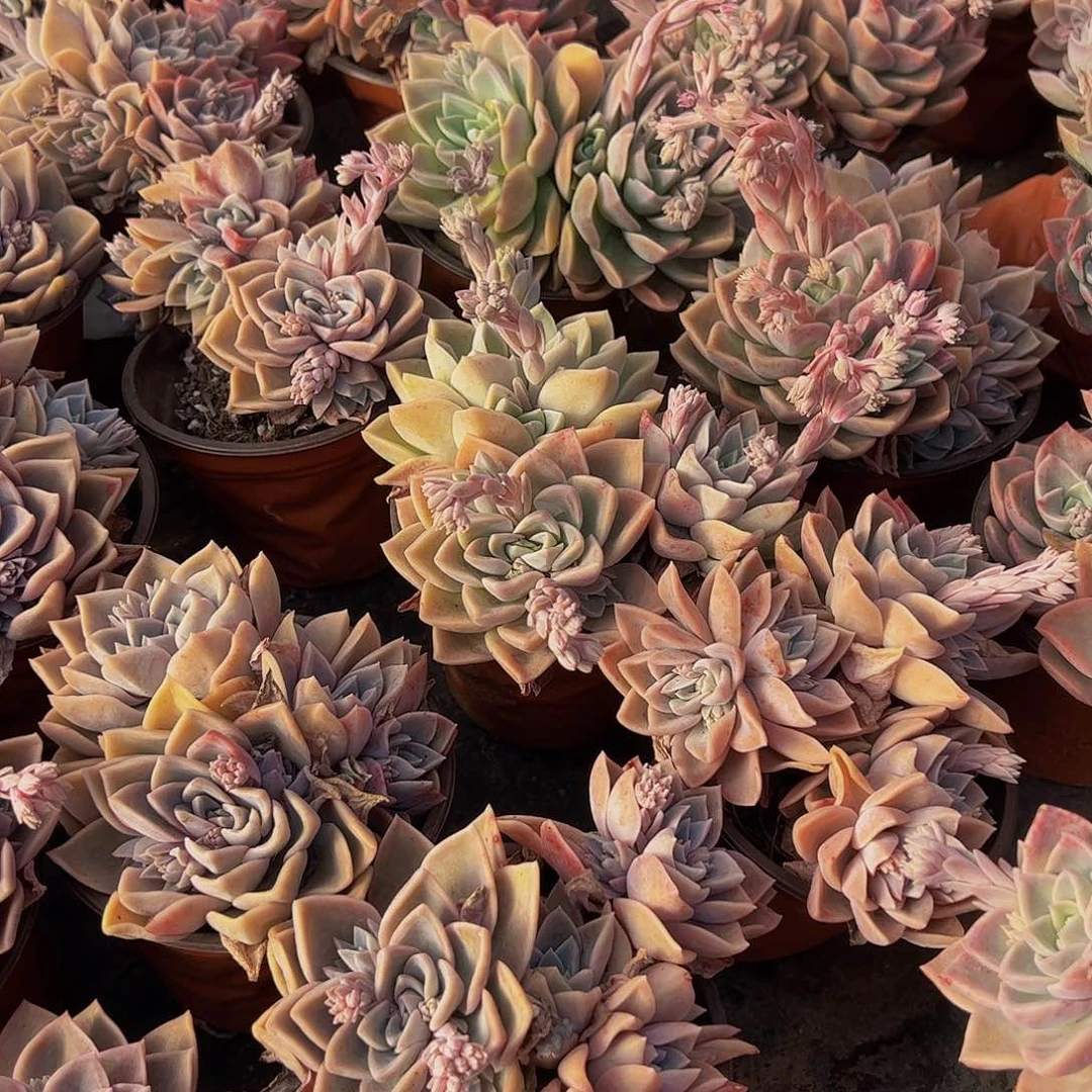 哈利沃森四头起发朵朵多肉