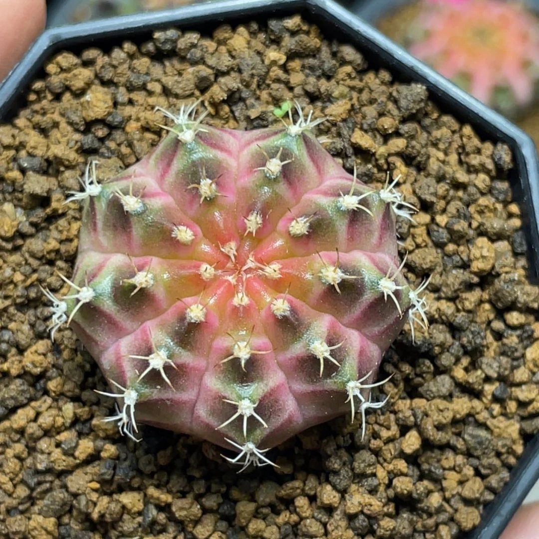 当前无花朵，栽培后可花朵包子粉轮回