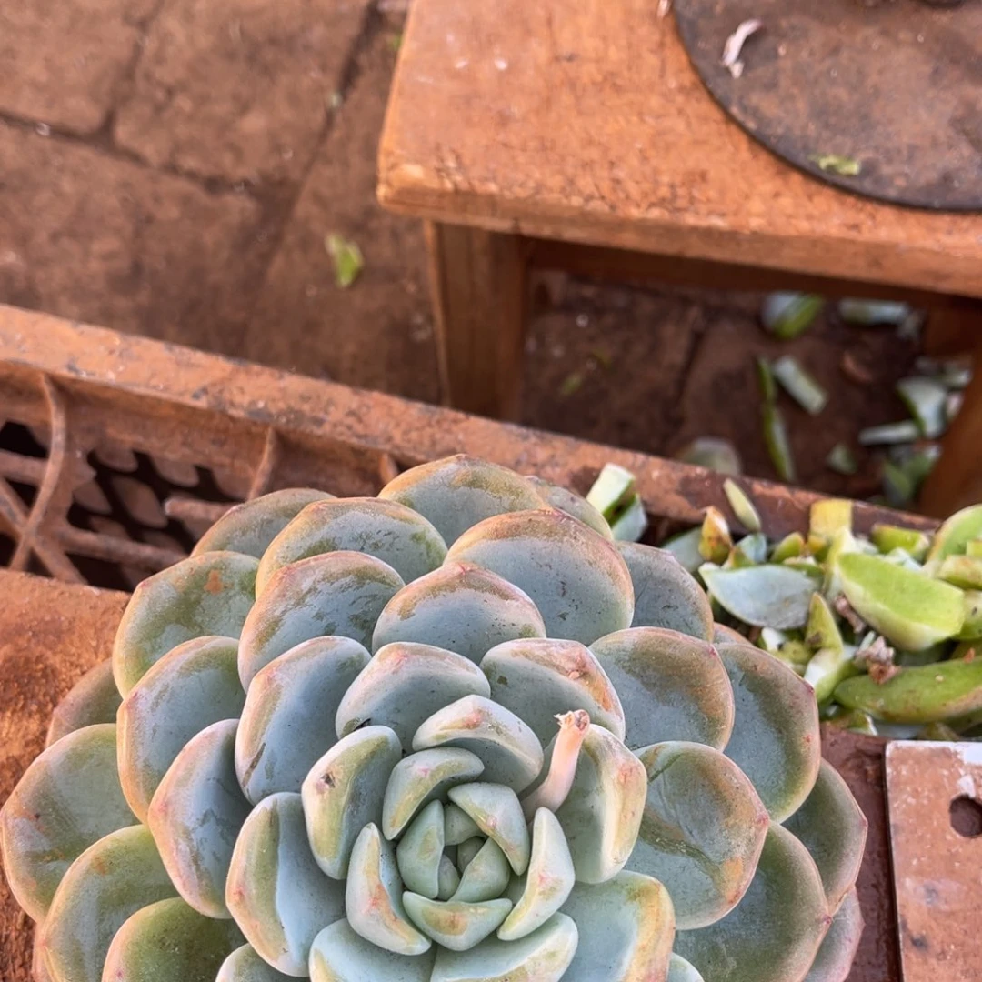 梅***姐12级福利整装无砍