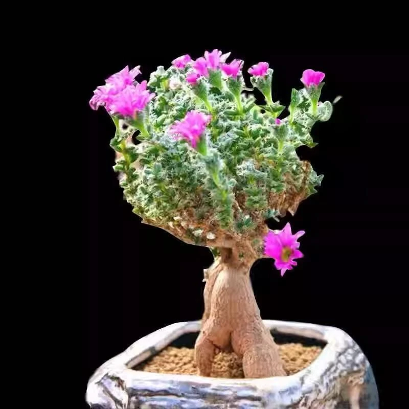 姬红小松开花多肉植物组合球松小盆栽块根老桩盆景室内群生绿植