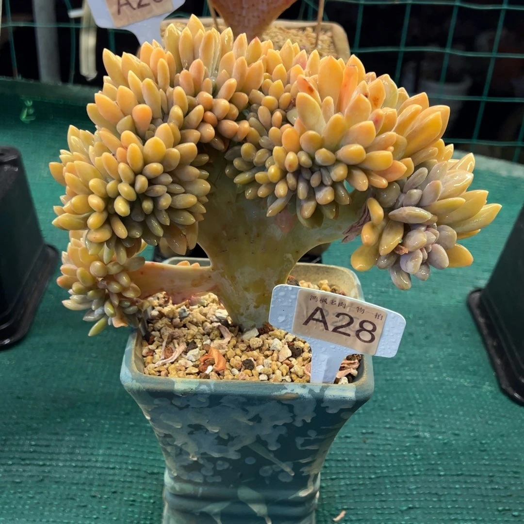 醉美人缀化，，，，，，，，，，，