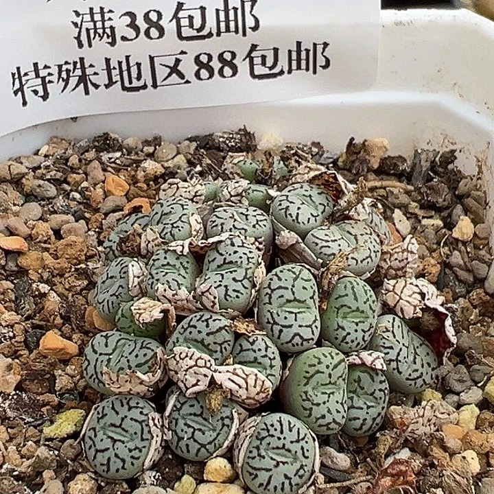 无花朵756号特价墨小锥