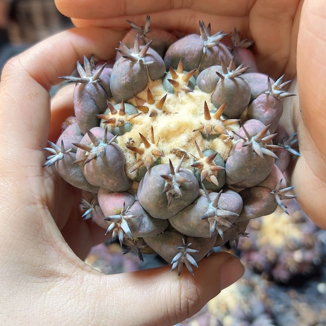 自根短豪刺紫肌獠牙7公分