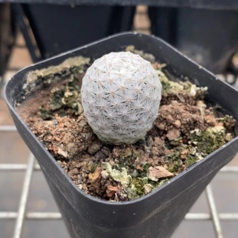 实生白鸟2仙人球
