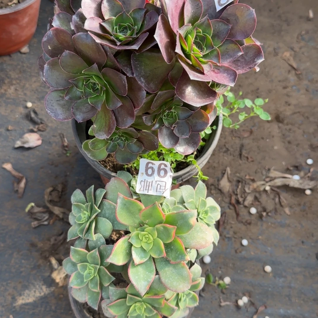 多肉696+699满20包邮断枝不包