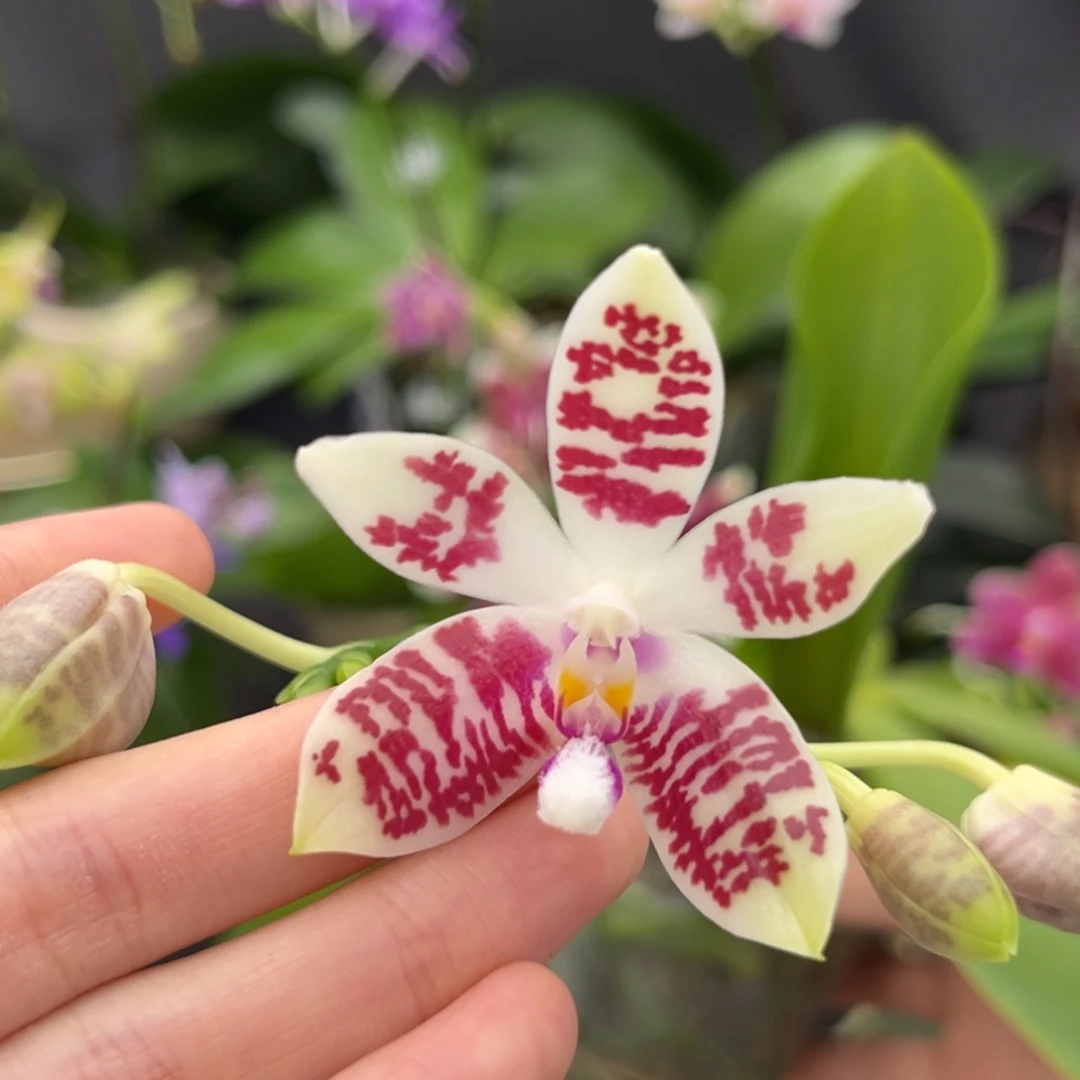 无花朵2.5寸蓝盾交柯宁苗