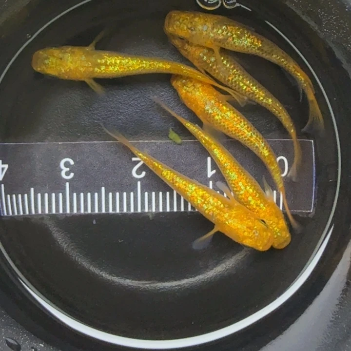 青鳉鱼阳光35号青鳉