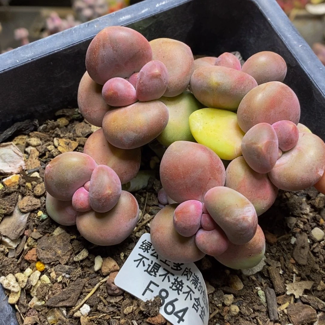 864芒果奶kk奶多肉8c m