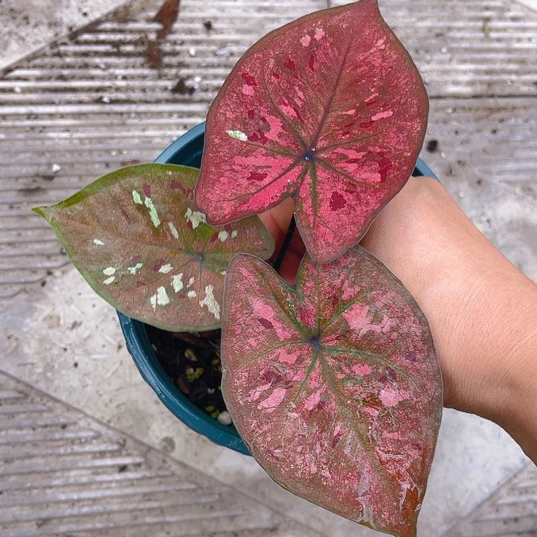 完全开放泰彩一物一拍1934