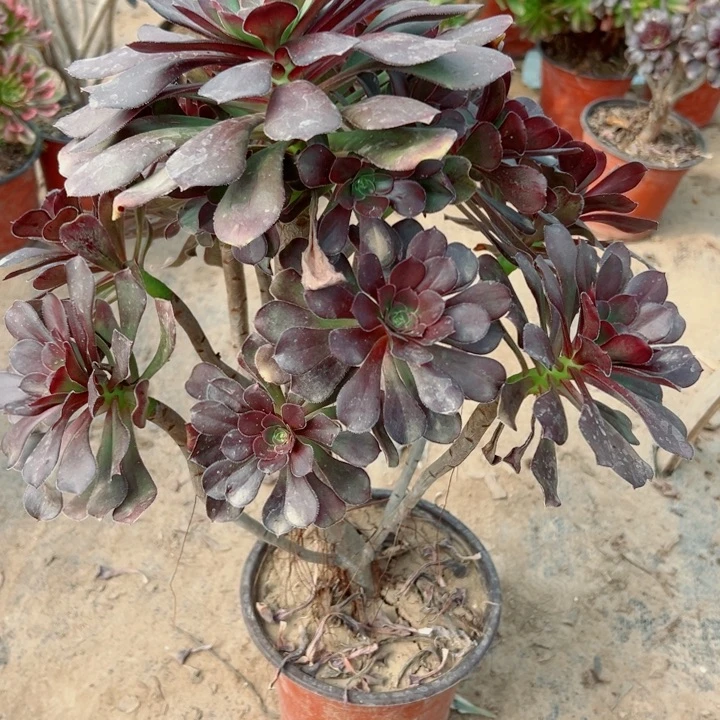 604灰圆多肉植物