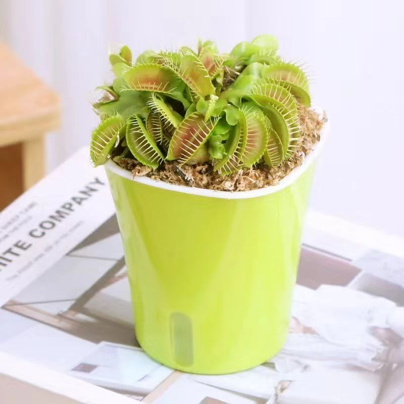 捕蝇草绿植食虫草夏季绿植