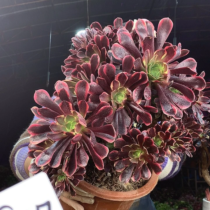 柒柒精品多肉脱土发货不包断侧枝S967