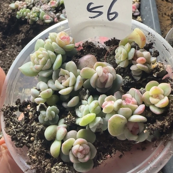 56号绝绝子多肉一盒