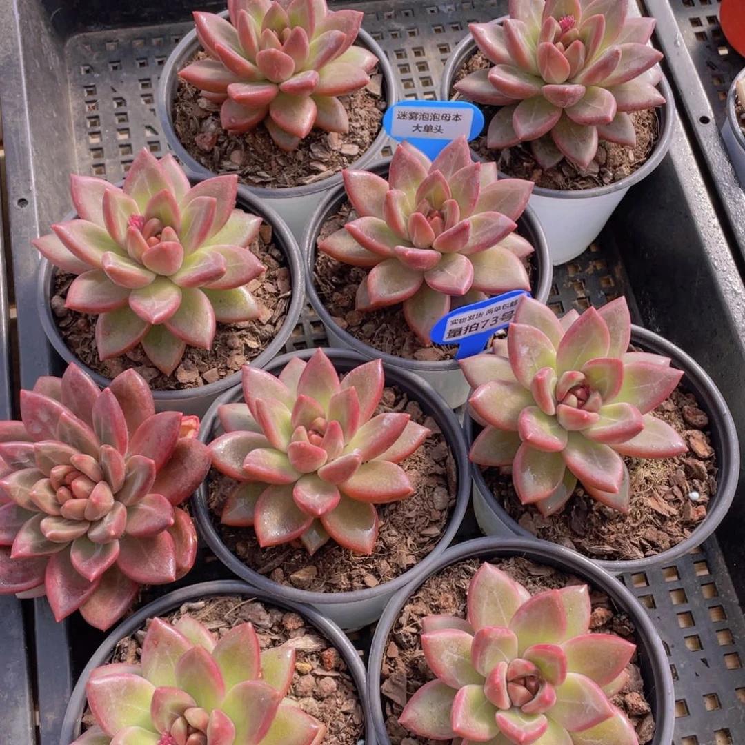 量拍73号 迷雾泡泡母本大单头一个