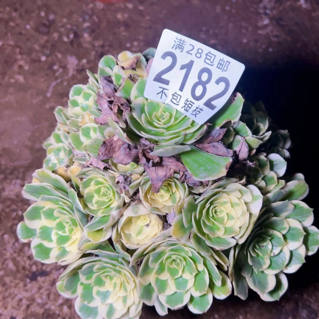 迈巴赫多肉植物2182