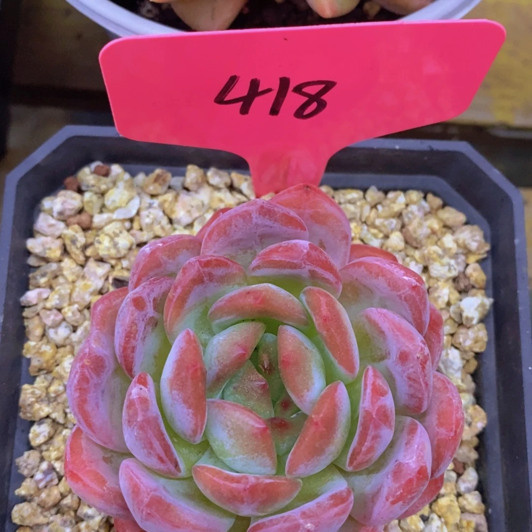 开心多肉破价场，不对比