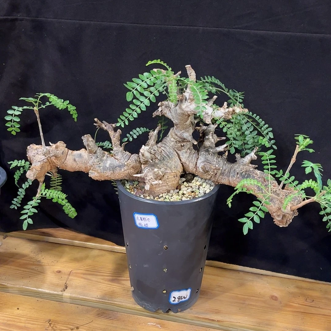 熟桩尼勒达乳香，主头7.3公分