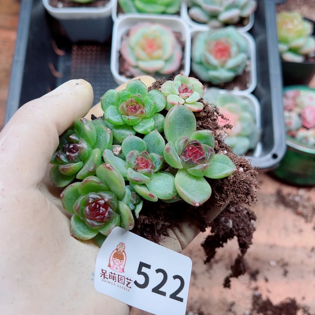 多肉植物多肉植物