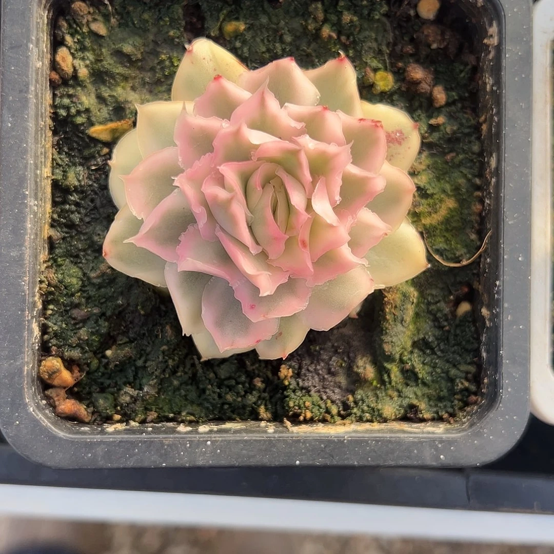 紫蝴蝶锦多肉植物