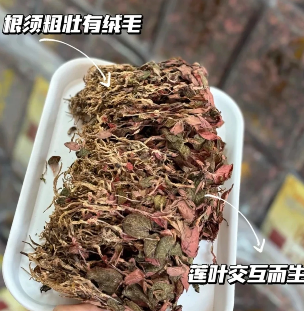 恒昌 金线莲，优质正宗金线莲子